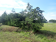 Ishinomaki-Takara Nursery School Construction. August 2015 Planned construction site.