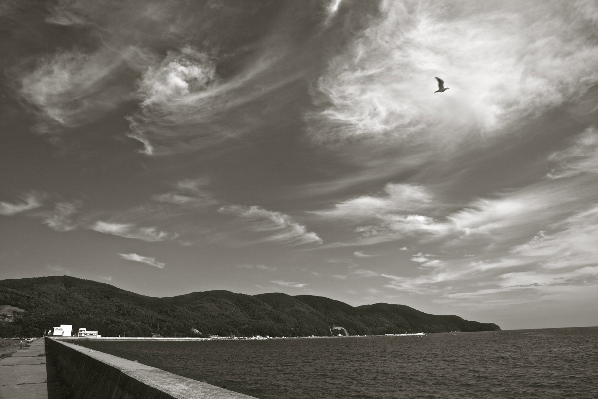 Birds fly over of Ishinomaki City