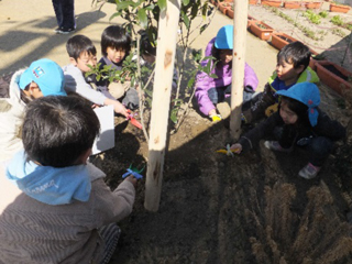 石巻ひがしこども園　卒園記念樹植樹